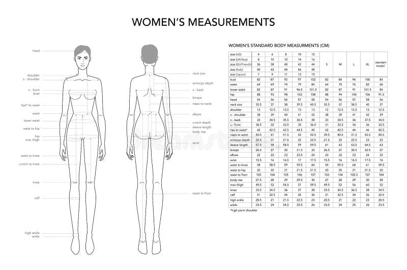 Womens measurements fashion terminology Illustration for lady size chart. s...