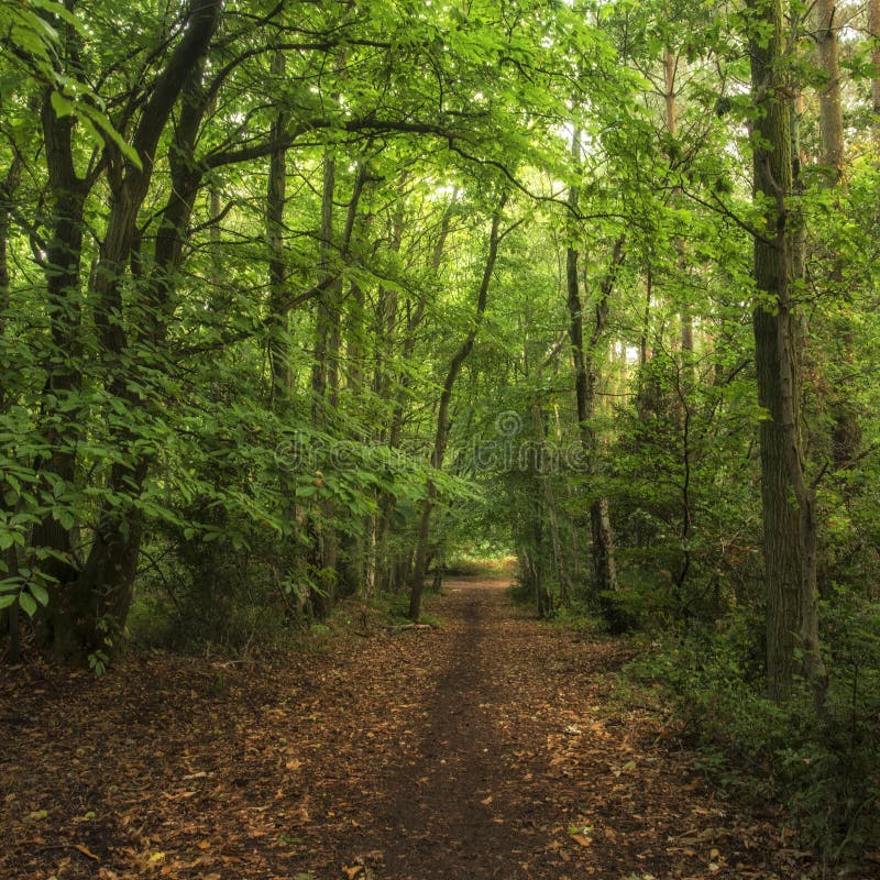 Wonderful Atmospheric Forest Landscape Image in Autumn Fall Stock Image ...