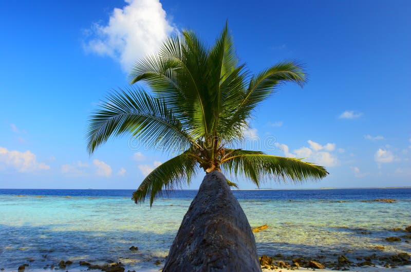 WONDERFUL BEACH WITH PALM TREE