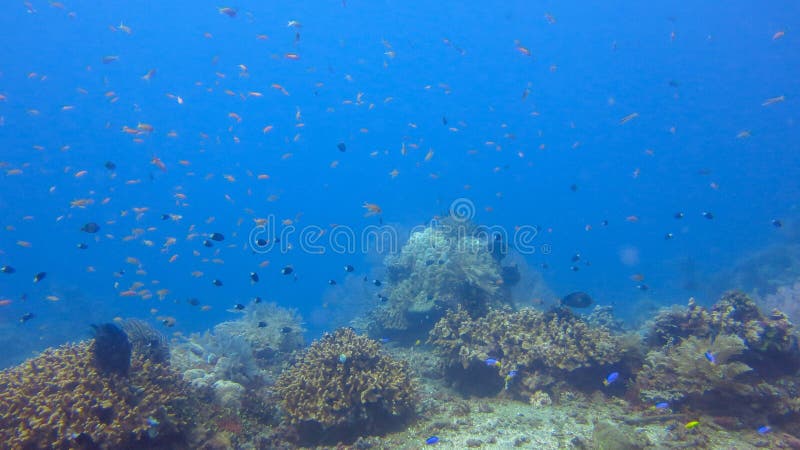 Wonderful and beautiful underwater world with corals and tropical fish. underwater coral reef landscape background in the deep