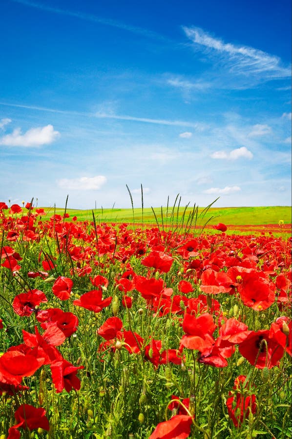 Wonderful blue sky and splendid field of poppies.
