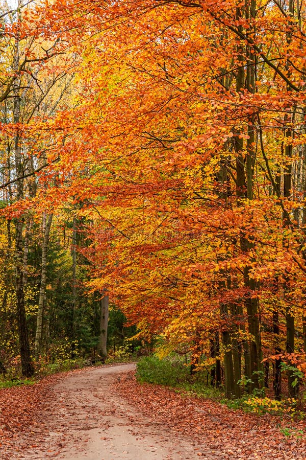 Wonderful and Brown Forest in the Autumn Stock Photo - Image of ...