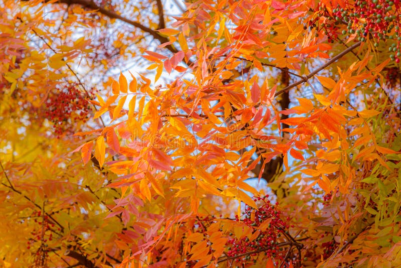Wonderful Colors Of Autumn Leaves Stock Image Image Of Closeup Fall