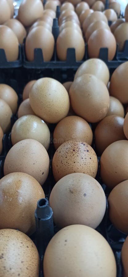 eggs a source of protein