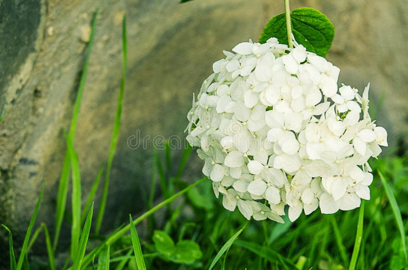 Wonderful flowers of hydrangea with leaves for the wedding feast stock image Wonderful flowers of hydrangea with leaves for the wedding feast stock image