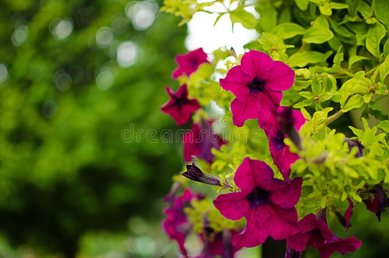 Wonderful flowers of petunia blossom in a cushion in the summer stock photo Wonderful flowers of petunia blossom in a cushion in the summer stock photo