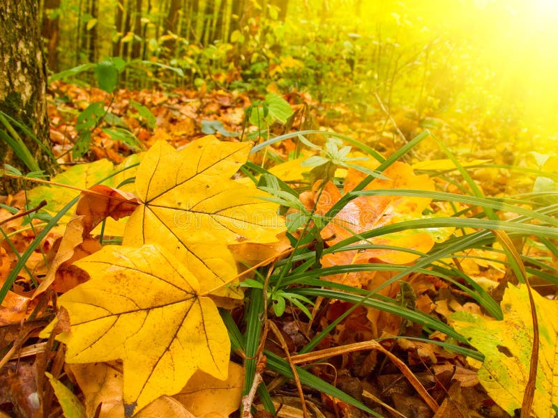 Wonderful forest early morning by autumn.