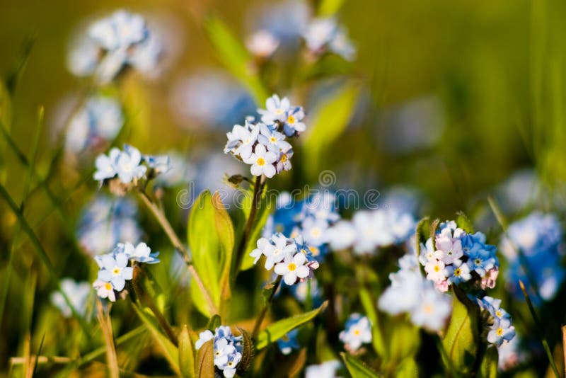 Wonderful forget-me-not