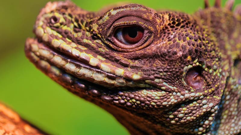 Wonderful Iguana in the Wild, Wildlife, Wild Animal, Reptiles, Wild Nature  Stock Image - Image of iguana, nature: 216844449
