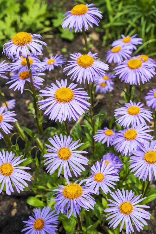 Wonderful Lavender Coloured Daisies Stock Photo Image of gardens