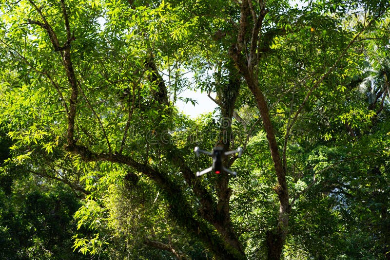 Wonderful low angle shot of trees in a tropical forest with blurry motion drone stock photos