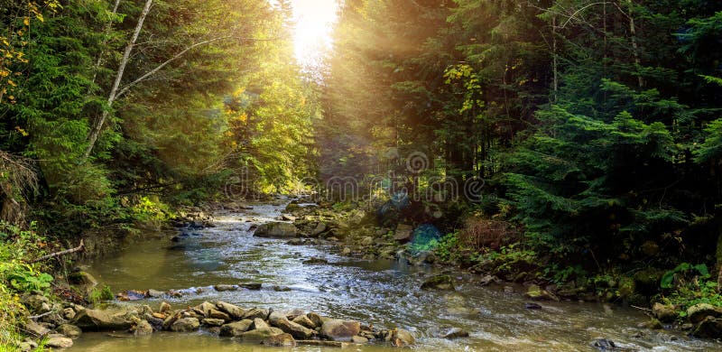 Wonderful misty morning on the mountain river. colorful rees glowing in sunlight. stock photos Wonderful misty morning on the mountain river. colorful rees glowing in sunlight. stock photos