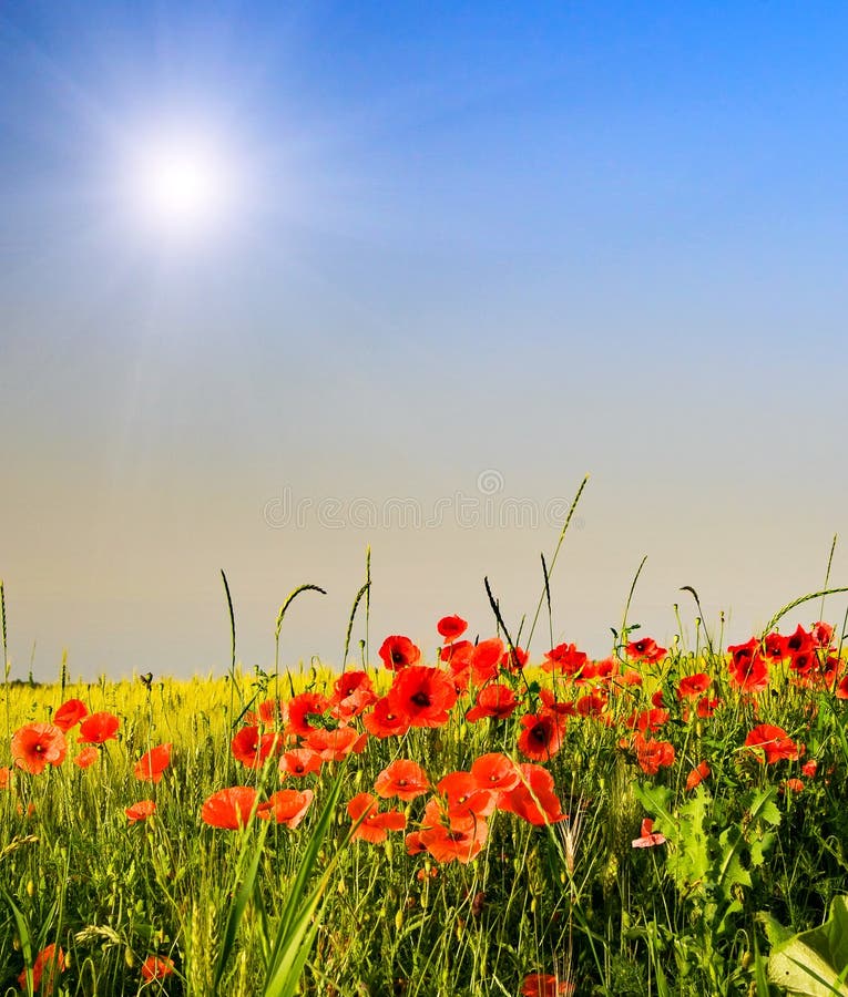 Wonderful poppies and fun sunbeams.