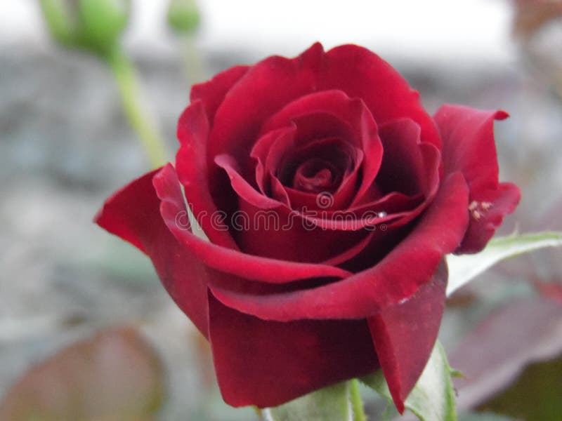 It& X27;s really Wonderful Rose Stock Image - Image of wonderful 