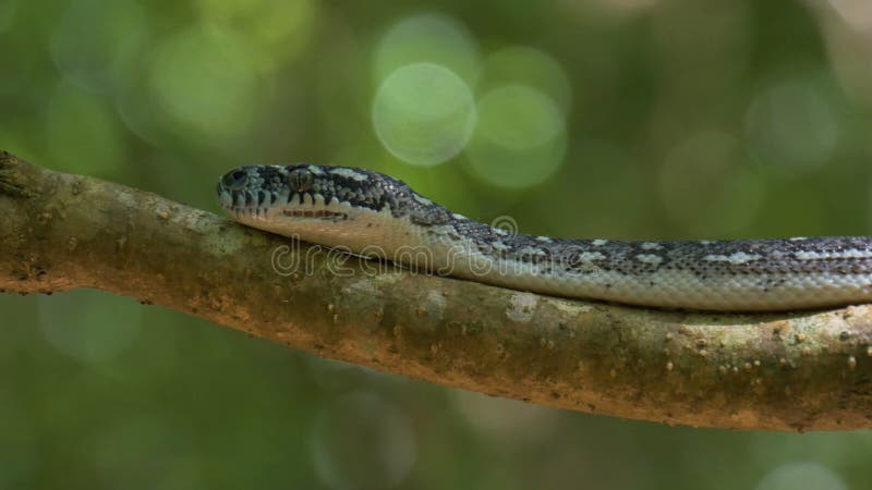 Wonderful Snake in the Wild, Reptiles, Wild Nature, Wild Animal, Wildlife Stock Photo - Image of dangerous, slither: 216844366 Wonderful Snake in the Wild, Reptiles, Wild Nature, Wild Animal, Wildlife Stock Photo - Image of dangerous, slither: 216844366