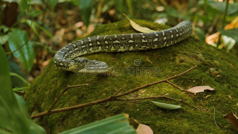 Wonderful Snake in the Wild, Reptiles, Wild Animal, Wild Nature, Wildlife Stock Photo - Image of wild, nature: 216844370 Wonderful Snake in the Wild, Reptiles, Wild Animal, Wild Nature, Wildlife Stock Photo - Image of wild, nature: 216844370
