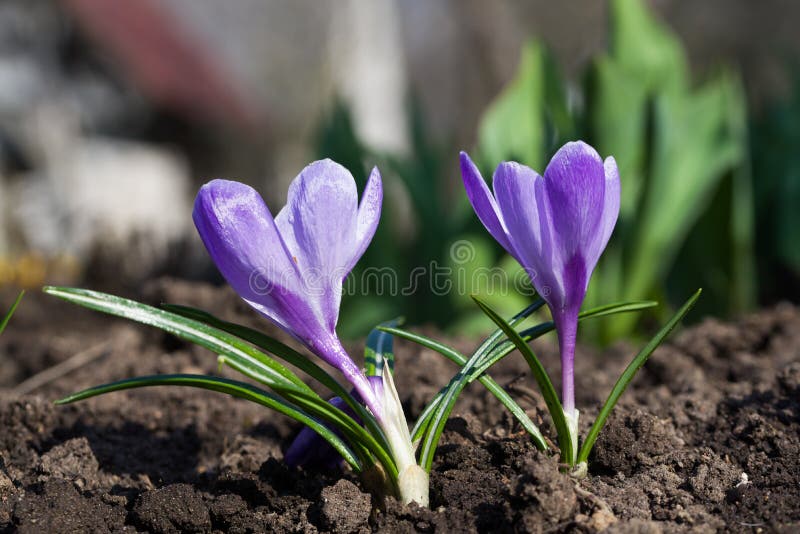 A Wonderful Spring Flower Crocus, a Brightly Colored Early Decoration ...