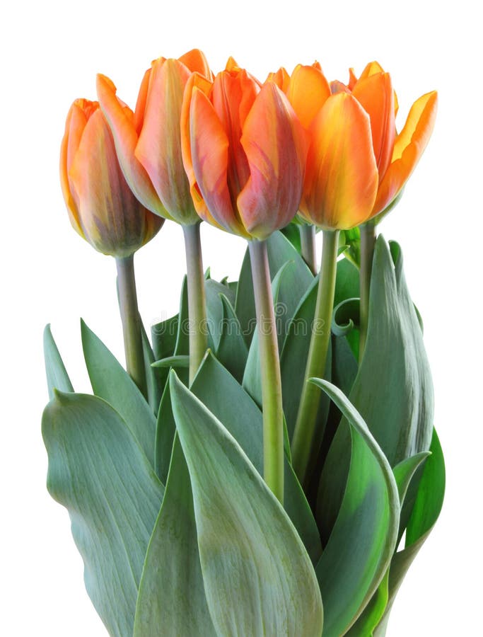 Wonderful Tulips Lily family, Liliaceae isolated on white background, including clipping path. stock photo