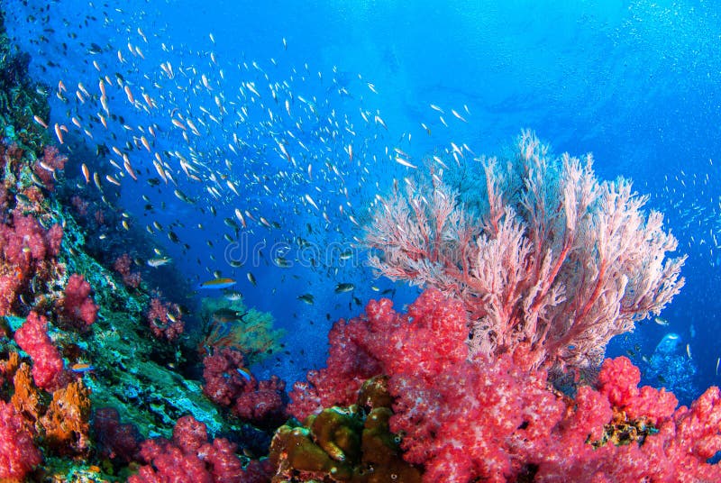 Wonderful underwater and corals and fish.