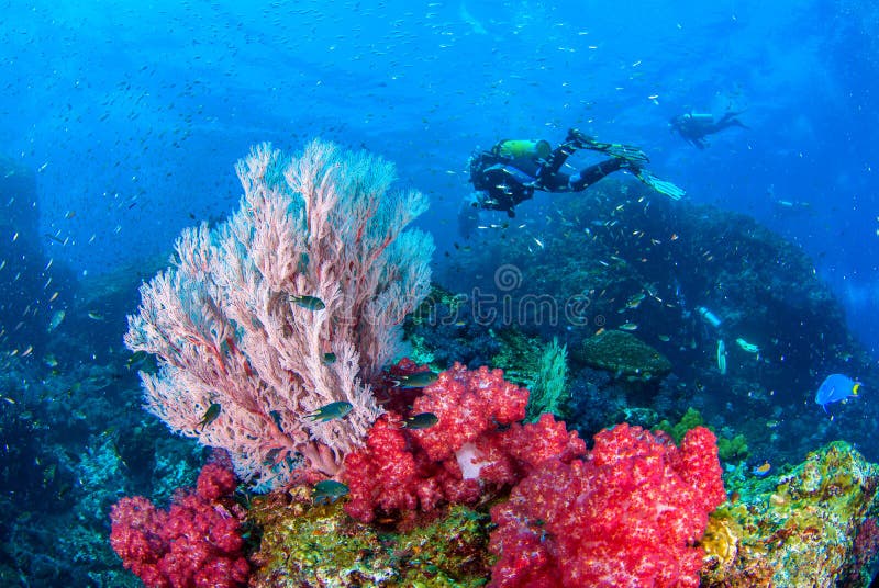 Wonderful underwater and vibrant colors of corals and Scuba Diver backdrop.