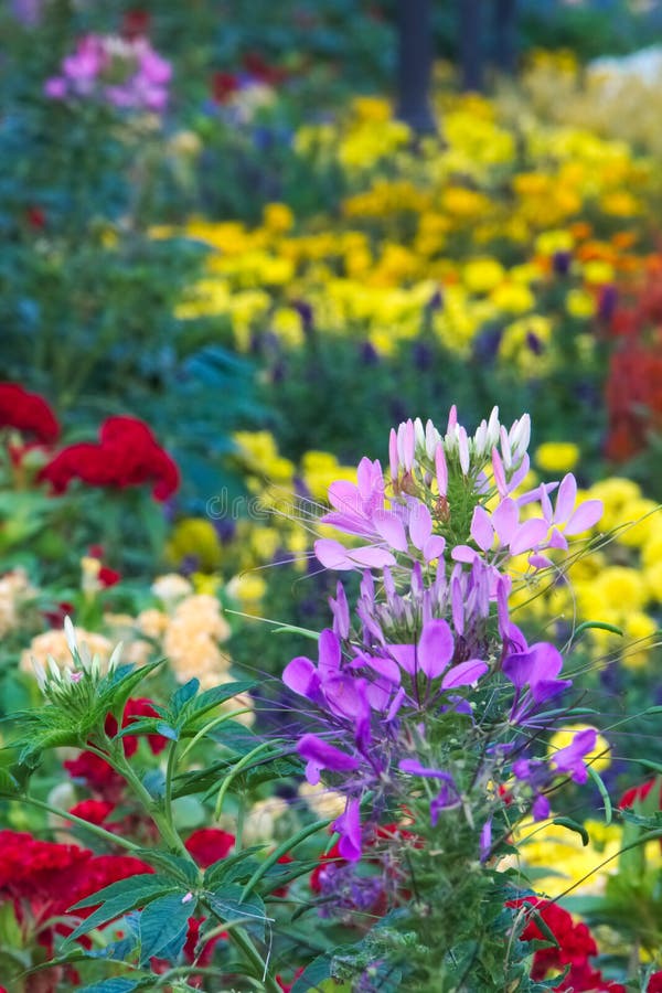 Wonderful view of a variety of newly planted, beautiful flowers in a Thai garden park. royalty free stock photo Wonderful view of a variety of newly planted, beautiful flowers in a Thai garden park. royalty free stock photo
