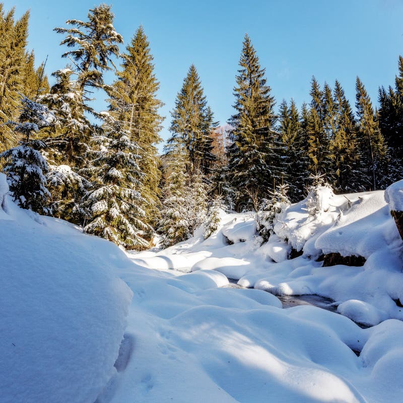 Wonderful Winter Sunset. Majestic Sunny Landscape. Wintry forest under Sunlight. Picture of wild area. Scenic image of fairy-tale