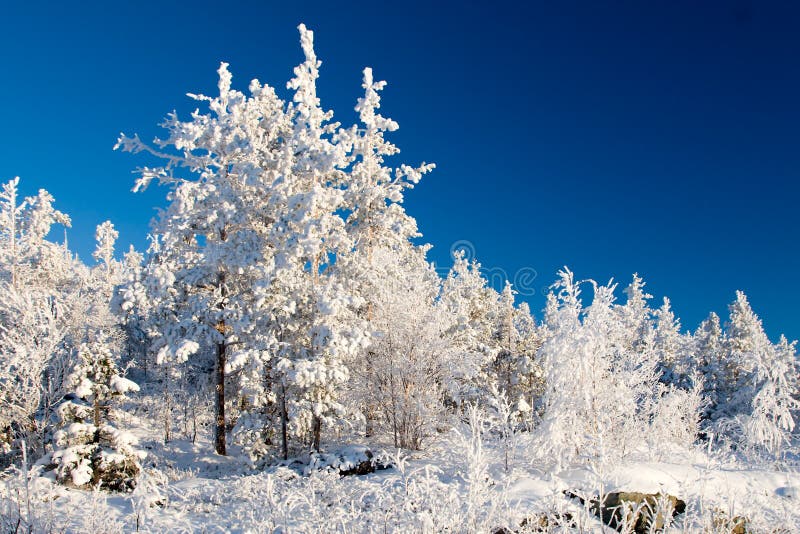 Wonderland quiet winter frozen forest