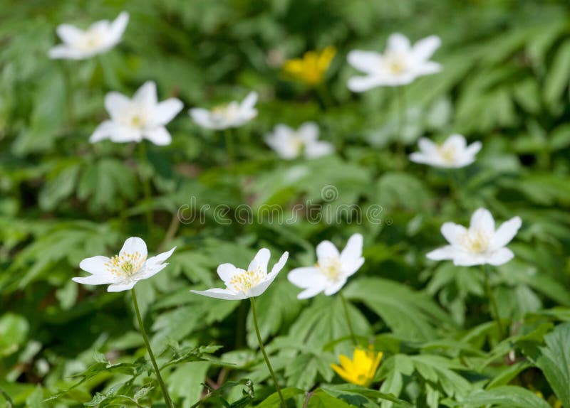 Wood anemone