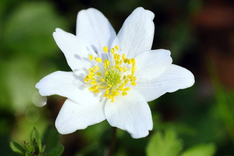 Wood anemone stock image. Image of genus, anemone, shot 24075257