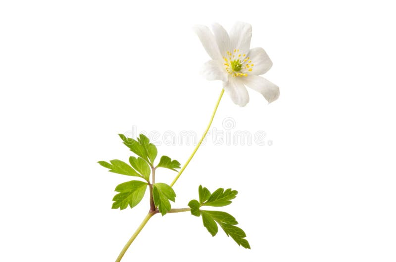 Wood anemone stock image. Image of copy, forest, nemorosa - 34439419