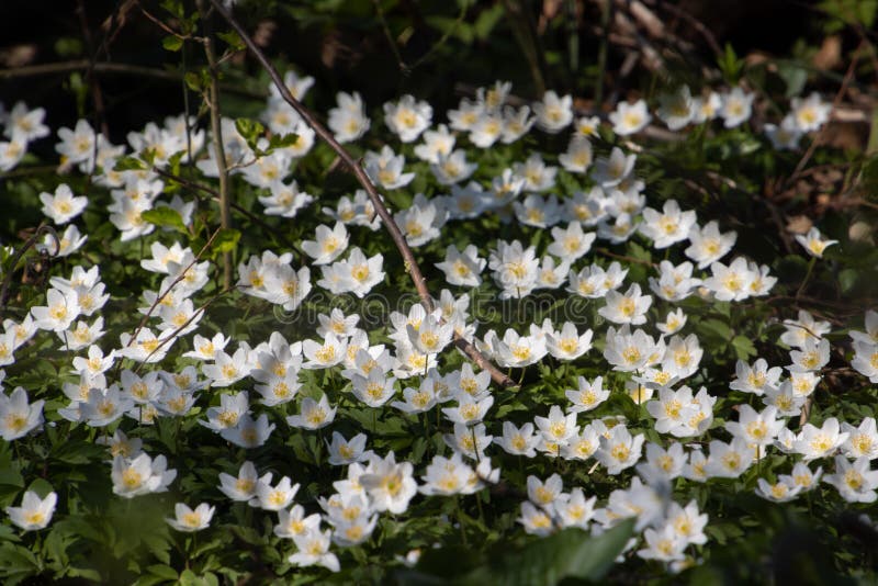 Wood Anemone Growing in the Forest, Also Called Anemone Nemorosa Stock Image Image of focus