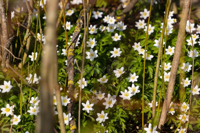 Wood Anemone Growing in the Forest, Also Called Anemone Nemorosa Stock Image Image of beauty
