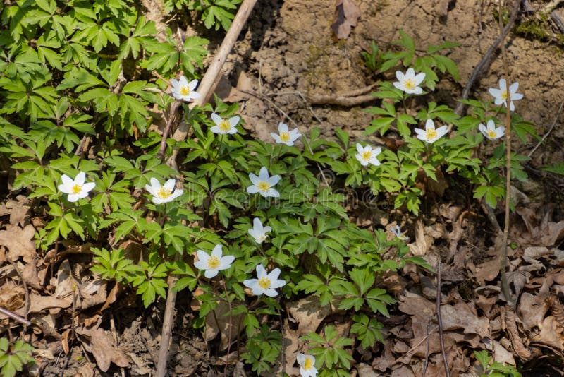Wood Anemone Growing in the Forest, Also Called Anemone Nemorosa Stock Photo Image of bloom