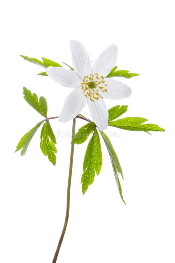 Wood Anemone Isolated on White Stock Photo Image of wood, nemorosa 232149644