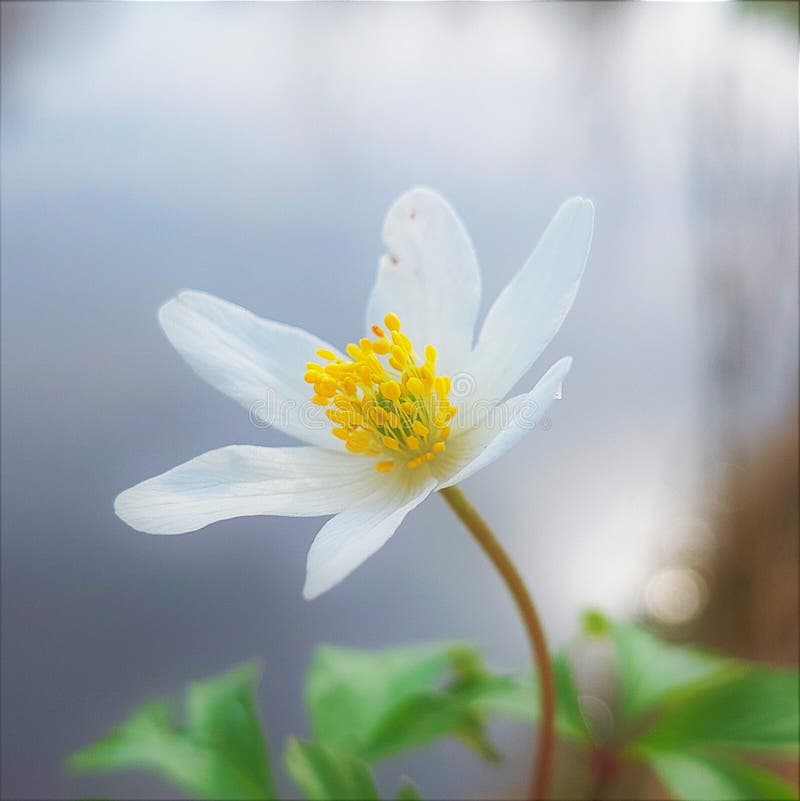 Wood Anemone (Anemone Nemorosa) Stock Image Image of ranunculaceae