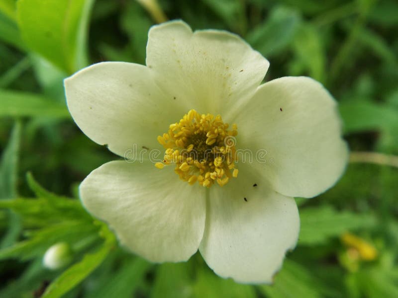 Wood Anemone In The Shade Picture. Image 86690733