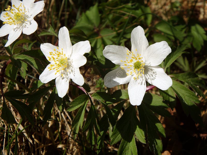 Wood anemone, white flower stock photo. Image of forest 90313696