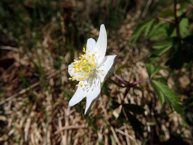 Wood anemone, white flower stock photo. Image of background 90314074