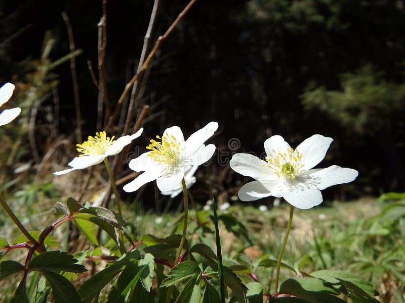 Wood anemone, white flower stock photo. Image of blossom 90480446