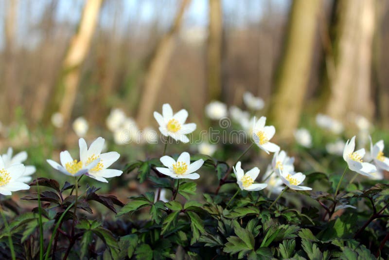 Wood anemone white flowers stock image. Image of white 89202123
