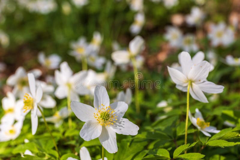 Wood Anemones Flowering in a Sunny Spring Meadow Stock Image - Image of ...