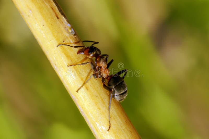 Wood ant. stock image. Image of colony, wild, hill, environment 14551273