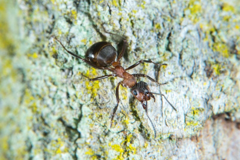 Wood ant stock photo. Image of insect, apocrita, polymorphic 100866616