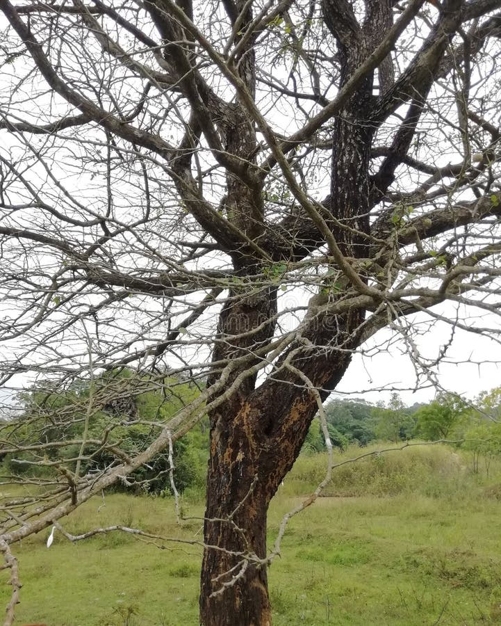 Wood Apple Tree Brunches And Leaves , Limonia Acidissima Stock Image