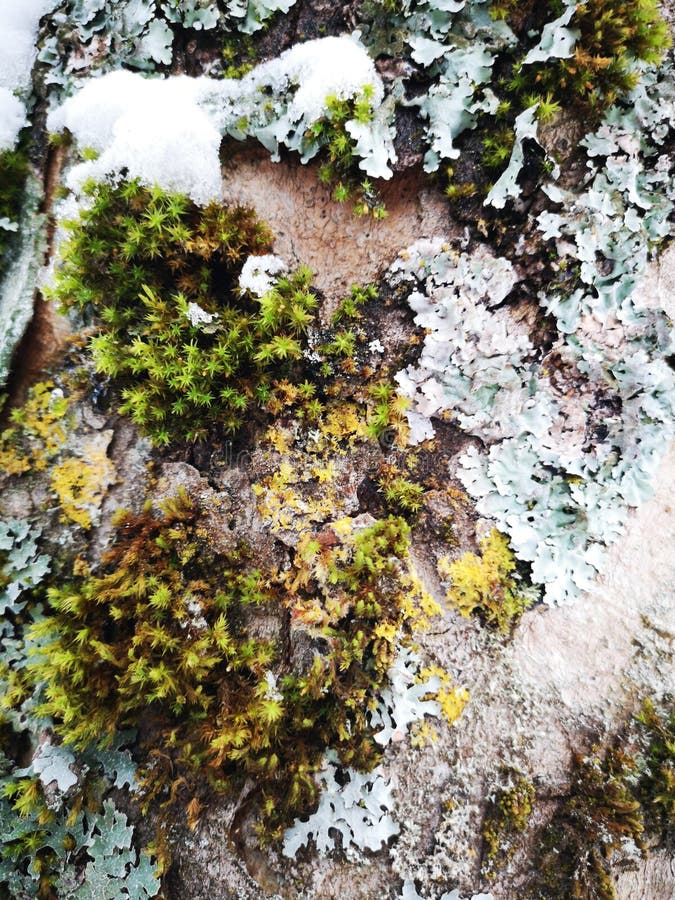 Wood bark in winter royalty free stock images Wood bark in winter royalty free stock images