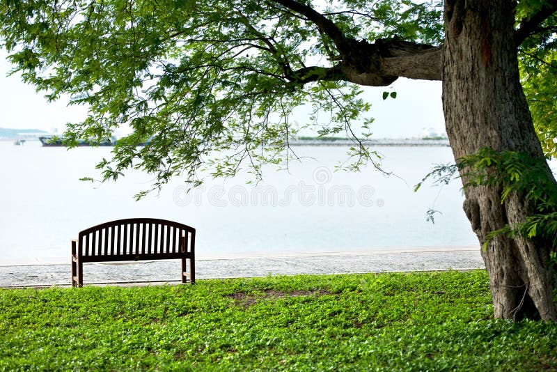 Wood bench under tree