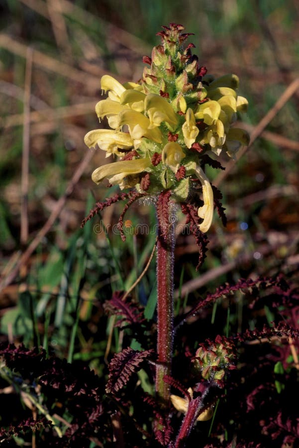 Wood Betony or Canadian Lousewort growing in Chiwaukee Prairie Nature Preserve Pleasant Prairie Wisconsin   16246  Pedicularis canadensis. Wood Betony or Canadian Lousewort growing in Chiwaukee Prairie Nature Preserve Pleasant Prairie Wisconsin   16246  Pedicularis canadensis