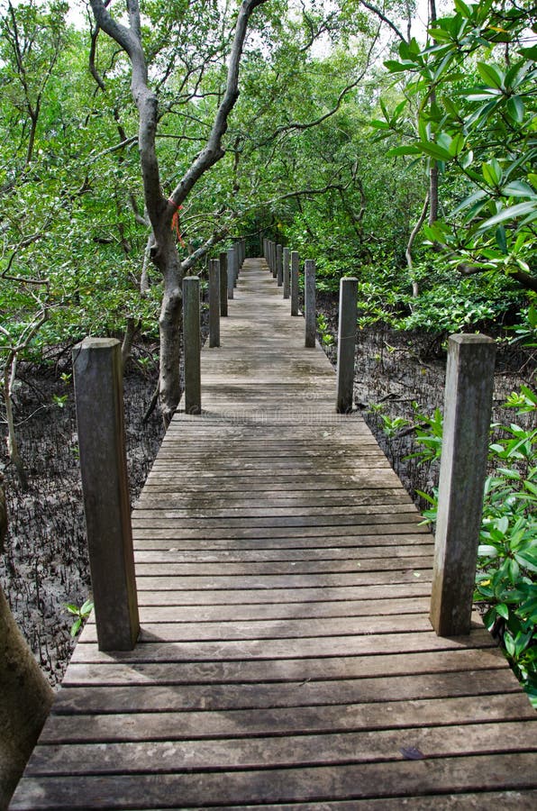 Wood Boardwalks Go To Mangrove Forest Thailand Stock Image Image Of