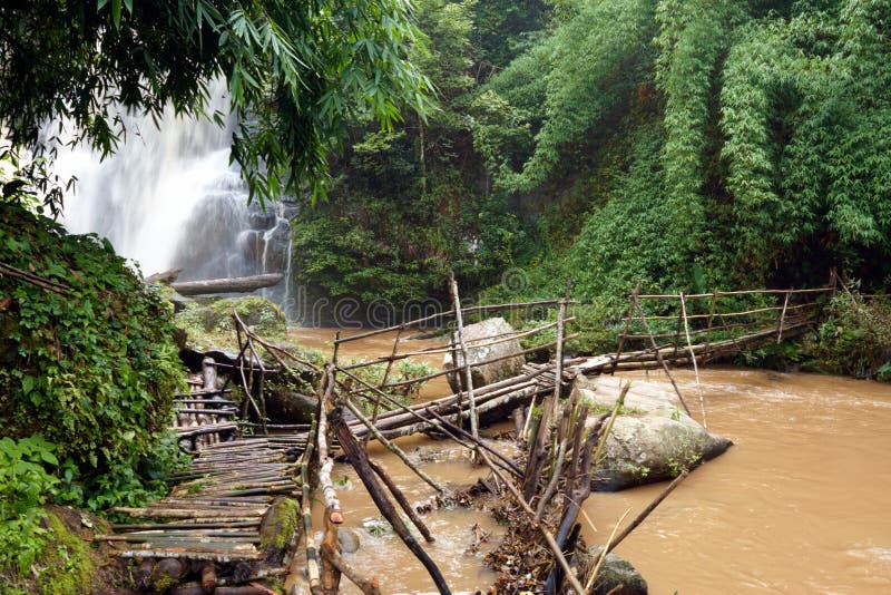 Wood bridge in the jungle