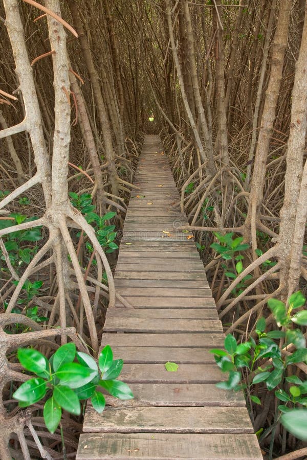 Wood bridge in mangrove forest, Thailand
